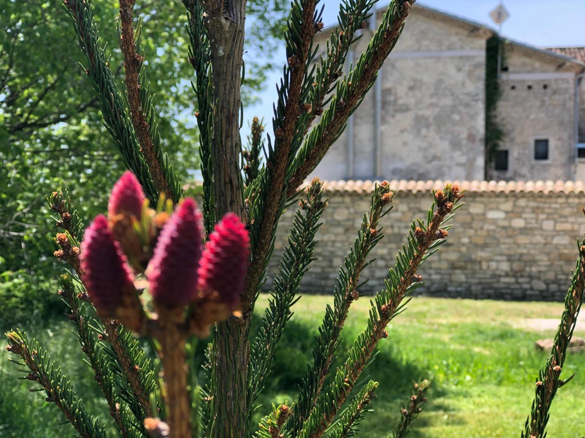 Antica Taverna Del Principe Sepino Εξωτερικό φωτογραφία